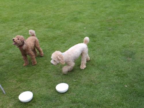 2014_08278-24ももふう