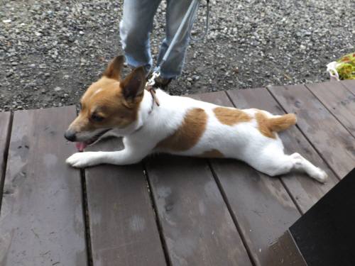 2014_08128-12チャッピー２