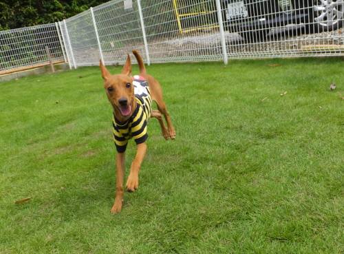 2014_08138-13まいろ２