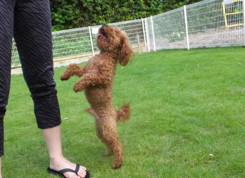 2014_08198-17ごおちゃん