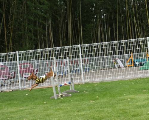 2014_08138-13マイロ