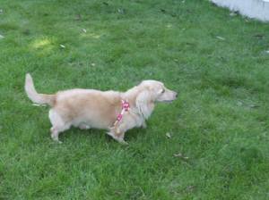 2014_08038-3はなちゃん