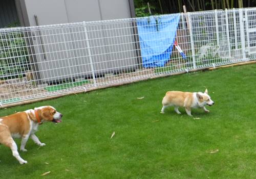 2014_08248-21むさしもも