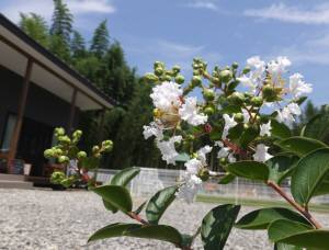 2014_08018-1さるすべり