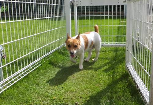 2014_08238-20チャッピー