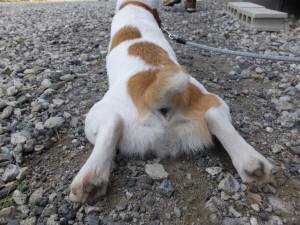 2014_08038-3おしり