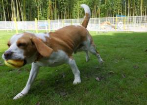 2014_08138-13ムサシ