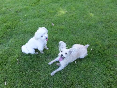 2014_08058-5めるこたろう