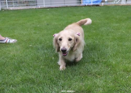 2014_08248-22はなちゃん