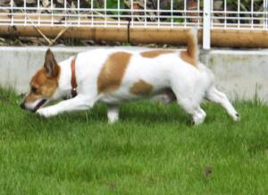 2014_08038-3チャッピー