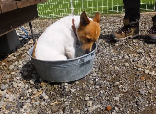 2014_08238-20たらいチャッピー