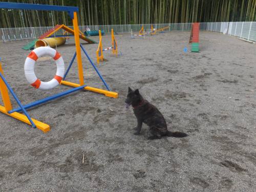 2014_08118-11さくら