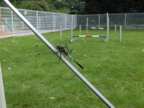 2014_08138-13とんぼ