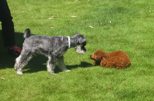 2014_08058-5まるちゃんみゅうちゃん