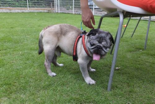 2014_08138-13むっく