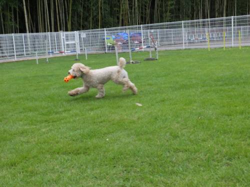 2014_08278-24ふうちゃん