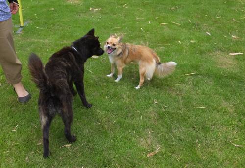 2014_08028-2さくらりんどう