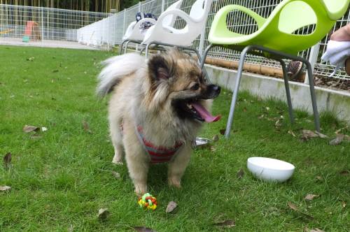 2014_08298-25ぽんちゃん