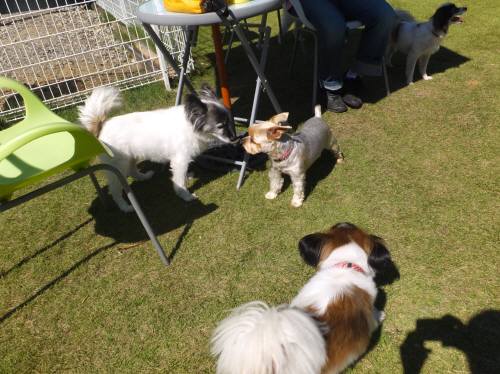 2014_09219-18しんちゃんラピちゃん