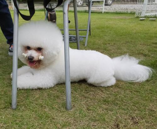 2014_09209-17アムル