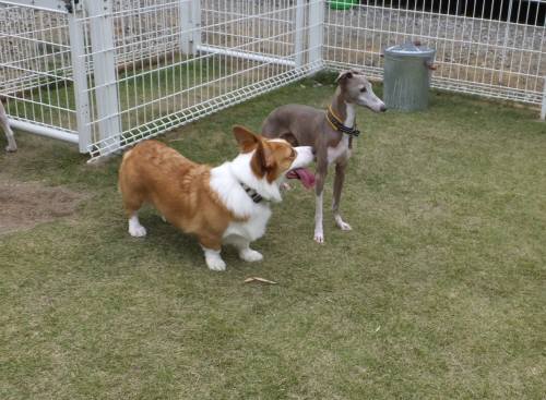 2014_09279-25とむ小太郎