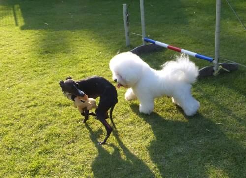 2014_09239-21アムルモネ