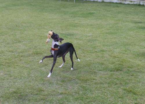 2014_09229-19バースおもちゃ