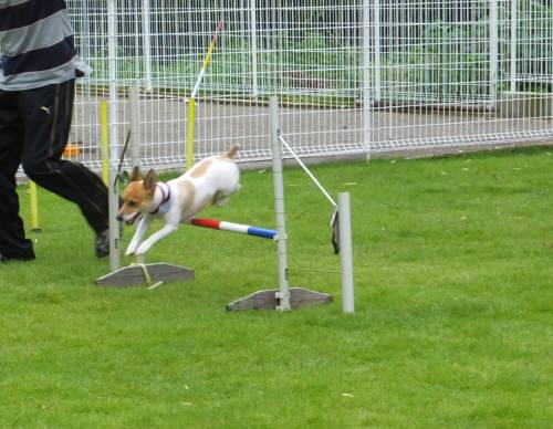 2014_09079-5チャッピー