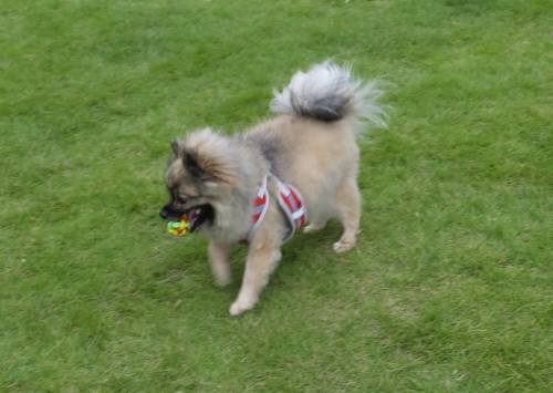 2014_09039-2ポンちゃん