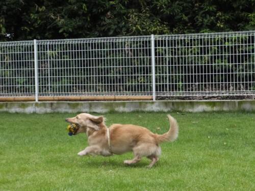 2014_09079-5ハナちゃん