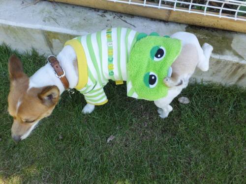 2014_09219-18チャッピー