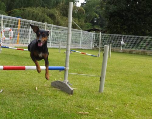 2014_09249-23華ジャンプ