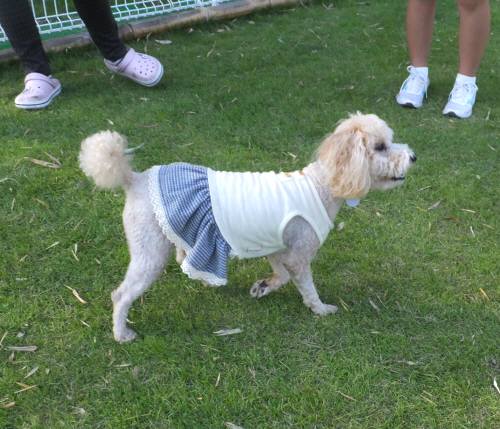 2014_09239-21ふうちゃん