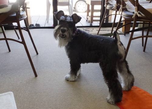 2014_09149-10りんちゃん