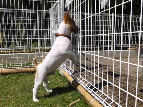 2014_09269-24チャッピー