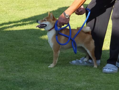 2014_09219-18ひまわり