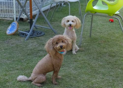 2014_09299-30ふうちゃんももちゃん