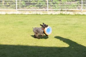 2014_09219-18るーちゃん