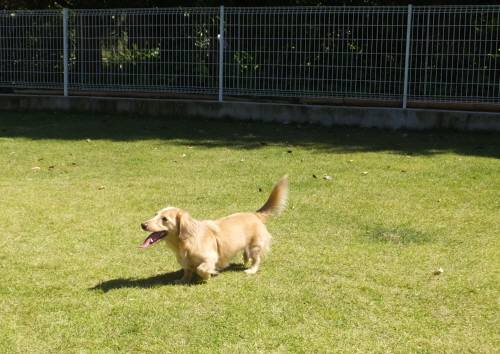 2014_09299-30はなちゃん