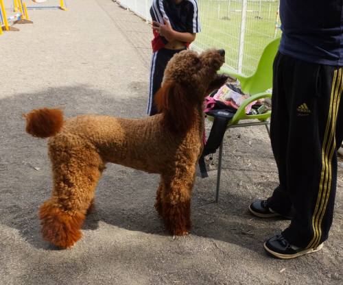 2014_09219-18ジョシュア