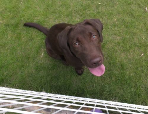 2014_09039-2ルルちゃん