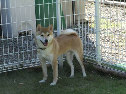 2014_09239-20しんころ