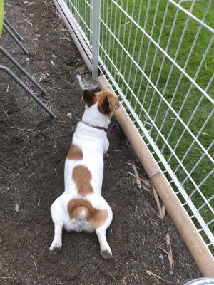 2014_09039-2チャッピー