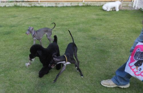 2014_09239-22モネマーブルもぐ