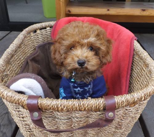 2014_09279-25らいちゃん