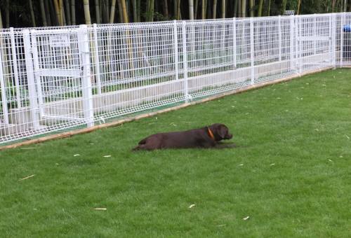 2014_09039-2ルルひと休み