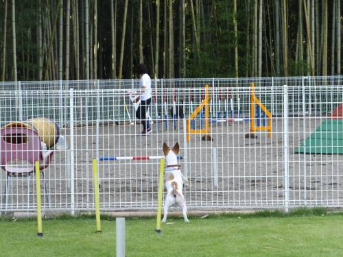 2014_09149-11チャッピー