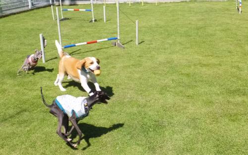 2014_09149-10ムサシイタグレ