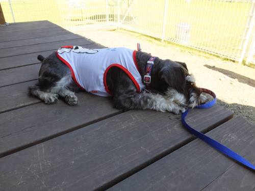 2014_09299-30むく２