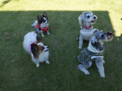 2014_09239-20茶々くん